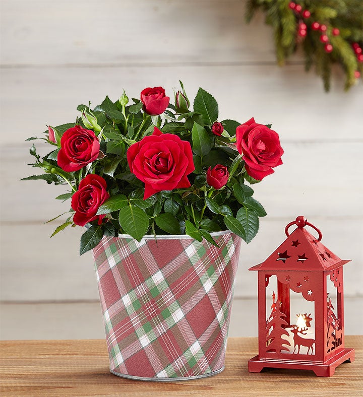 Cozy Christmas Red Rose